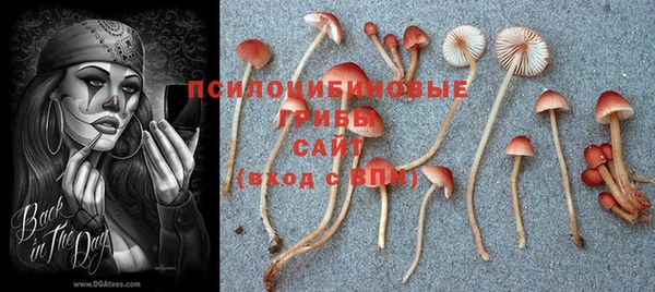 сатива Бронницы